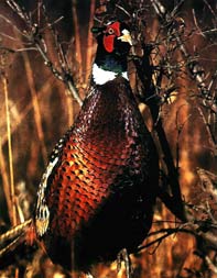 Aim Adventures Manages The Best Hunting & Fishing The World Has To Offer