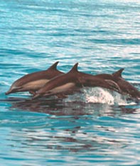 Aim Adventures Manages The Best Hunting & Fishing The World Has To Offer