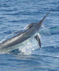 Aim Adventures Manages The Best Hunting & Fishing The World Has To Offer

