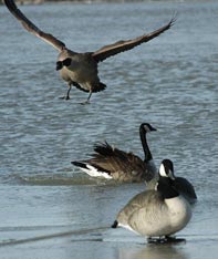 Aim Adventures Manages The Best Hunting & Fishing The World Has To Offer
