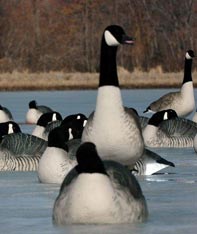 Aim Adventures Manages The Best Hunting & Fishing The World Has To Offer

